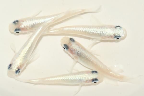 白幹之パンダ【現物】 オス2匹メス3匹 サイズM～L DO1506