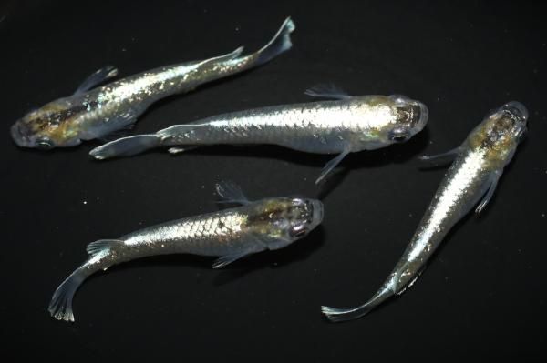 鱗光 【現物】 オス2匹メス2匹 サイズM～L DO1601 - めだかの