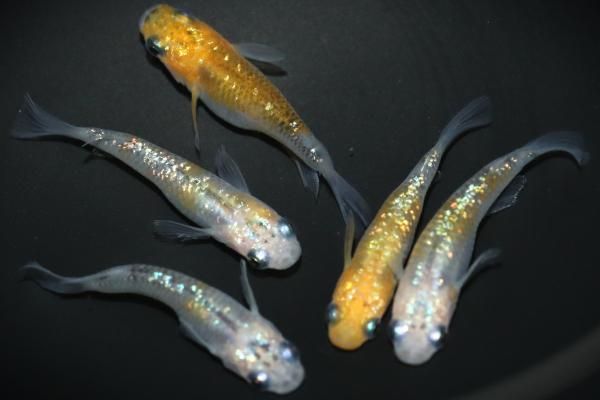 めるめる Amazon.co.jp: Z-M Pillows 喜多川海夢 抱き枕カバー/ひやしみら