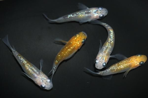 通常価格7000円＞ 夜桜ダルマセット 【現物】 オス2匹メス3匹