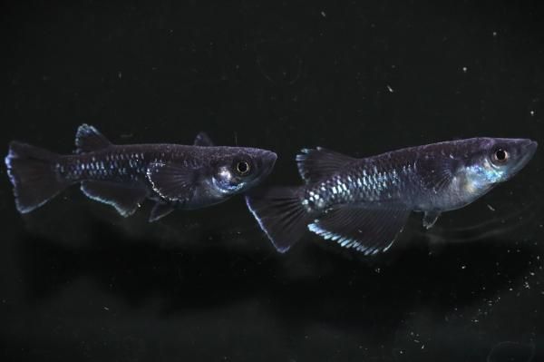 曜変天目 【現物】 オス1匹メス1匹 サイズM～L DO1907 - めだか