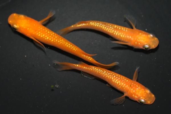 楊貴妃 楊貴妃ラメ 【現物】 オス1匹メス2匹 サイズM～L DO2001 - めだかの