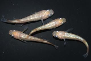 さくら 【現物】 オス2匹メス2匹 サイズM～L DO2101 - めだかの