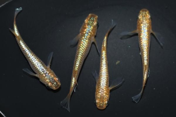 ⭐︎1剤16本　2剤2本 琥珀系ラメ 【現物】 オス2匹メス2匹 サイズM～L DO2104