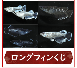 <img class='new_mark_img1' src='https://img.shop-pro.jp/img/new/icons25.gif' style='border:none;display:inline;margin:0px;padding:0px;width:auto;' />󥰥ե󤯤