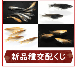 <img class='new_mark_img1' src='https://img.shop-pro.jp/img/new/icons25.gif' style='border:none;display:inline;margin:0px;padding:0px;width:auto;' />ʼۤ