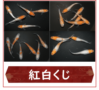 <img class='new_mark_img1' src='https://img.shop-pro.jp/img/new/icons25.gif' style='border:none;display:inline;margin:0px;padding:0px;width:auto;' />򤯤