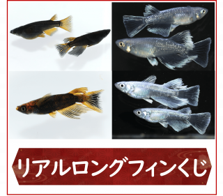 <img class='new_mark_img1' src='https://img.shop-pro.jp/img/new/icons25.gif' style='border:none;display:inline;margin:0px;padding:0px;width:auto;' />ꥢ󥰥ե󤯤