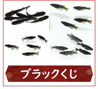 <img class='new_mark_img1' src='https://img.shop-pro.jp/img/new/icons25.gif' style='border:none;display:inline;margin:0px;padding:0px;width:auto;' />֥å