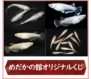 <img class='new_mark_img1' src='https://img.shop-pro.jp/img/new/icons25.gif' style='border:none;display:inline;margin:0px;padding:0px;width:auto;' />δۥꥸʥʼ勞