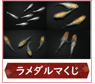 <img class='new_mark_img1' src='https://img.shop-pro.jp/img/new/icons25.gif' style='border:none;display:inline;margin:0px;padding:0px;width:auto;' />ޤ