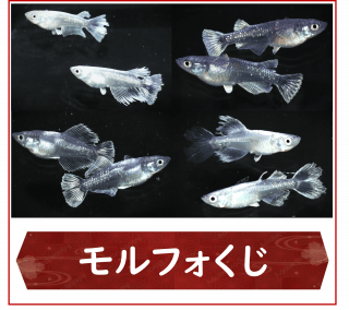 <img class='new_mark_img1' src='https://img.shop-pro.jp/img/new/icons25.gif' style='border:none;display:inline;margin:0px;padding:0px;width:auto;' />ե