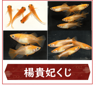 <img class='new_mark_img1' src='https://img.shop-pro.jp/img/new/icons25.gif' style='border:none;display:inline;margin:0px;padding:0px;width:auto;' />̵ޤ