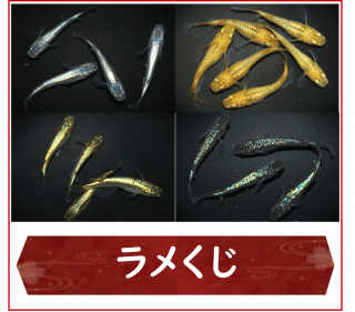 <img class='new_mark_img1' src='https://img.shop-pro.jp/img/new/icons25.gif' style='border:none;display:inline;margin:0px;padding:0px;width:auto;' />᤯