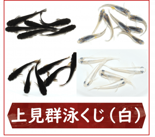 <img class='new_mark_img1' src='https://img.shop-pro.jp/img/new/icons25.gif' style='border:none;display:inline;margin:0px;padding:0px;width:auto;' />師ˤ()