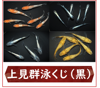 <img class='new_mark_img1' src='https://img.shop-pro.jp/img/new/icons25.gif' style='border:none;display:inline;margin:0px;padding:0px;width:auto;' />師ˤ()