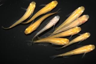 めだかの通販・販売専門店-めだかの館-