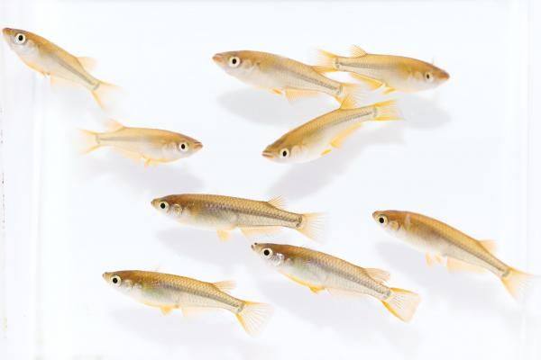 琥珀 【現物】 オス4匹メス6匹 サイズL DO2528 - めだかの通販・販売