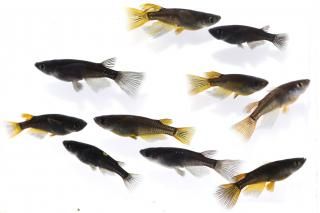 博多ちぇすめだか 商品検索 - めだかの通販・販売専門店-めだかの館-