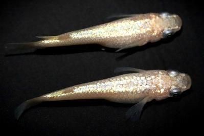 さくらNEO オス1匹・メス1匹 サイズM～L DNZ01 - めだかの通販・販売