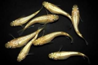 <img class='new_mark_img1' src='https://img.shop-pro.jp/img/new/icons1.gif' style='border:none;display:inline;margin:0px;padding:0px;width:auto;' />ڲNEO 1ɤ᥹1ɤMLDNZ02