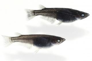 紗々×和墨透明鱗F1 【現物】 オス1匹メス2匹 サイズM〜L DO2601