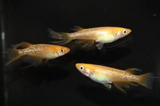 ̾4500ߡ ¹򥹥߹驥F1 ڸʪۡ1ɤ᥹2ɤMLDO2602