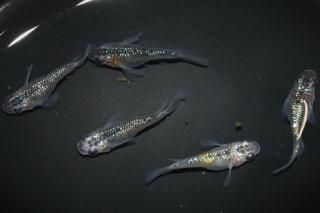 ̾5000ߡ ޤη ڸʪۡ2ɤ᥹3ɤMLDO2604