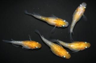 ̾5000ߡ ޤη ڸʪۡ2ɤ᥹3ɤMLDO2605