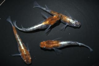 三色体外光 【現物】 オス2匹メス2匹 サイズM～L DO2607