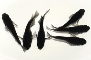 ̾6000ߡ (޷) ڸʪۡ3ɤ᥹3ɤMLDO2608