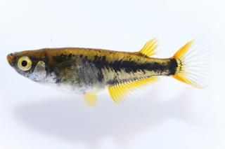 ブガッティ 【現物】 オス1匹メス1匹 サイズM〜L DO2609