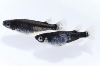 ̾3000ߡ ֥åƥη() ڸʪۡ1ɤ᥹1ɤMLDO2610