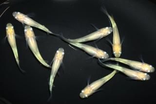 <img class='new_mark_img1' src='https://img.shop-pro.jp/img/new/icons1.gif' style='border:none;display:inline;margin:0px;padding:0px;width:auto;' />小雪 【現物】 オス4匹メス6匹 サイズM〜L DN0301