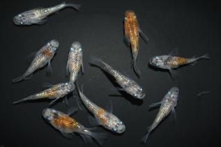 <img class='new_mark_img1' src='https://img.shop-pro.jp/img/new/icons1.gif' style='border:none;display:inline;margin:0px;padding:0px;width:auto;' />三色ラメダルマ(B表現) 【現物】 オス5匹メス5匹 サイズM〜L DN0302