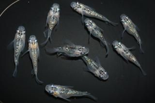 <img class='new_mark_img1' src='https://img.shop-pro.jp/img/new/icons1.gif' style='border:none;display:inline;margin:0px;padding:0px;width:auto;' />夜桜ダルマ(B表現) 【現物】 オス5匹メス5匹 サイズM〜L DN0303