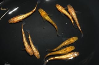 <img class='new_mark_img1' src='https://img.shop-pro.jp/img/new/icons1.gif' style='border:none;display:inline;margin:0px;padding:0px;width:auto;' />サンシャイン 【現物】 オス5匹メス5匹 サイズM〜L DN0304