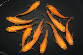 <img class='new_mark_img1' src='https://img.shop-pro.jp/img/new/icons1.gif' style='border:none;display:inline;margin:0px;padding:0px;width:auto;' />楊貴妃(ショート入り) 【現物】 オス3匹メス7匹 サイズM〜L DN0305