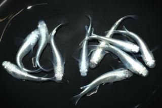 <img class='new_mark_img1' src='https://img.shop-pro.jp/img/new/icons1.gif' style='border:none;display:inline;margin:0px;padding:0px;width:auto;' />青幹之 【現物】 オス5匹メス5匹 サイズM〜L DN0306