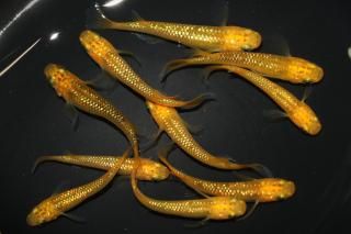 <img class='new_mark_img1' src='https://img.shop-pro.jp/img/new/icons1.gif' style='border:none;display:inline;margin:0px;padding:0px;width:auto;' />レクリス 【現物】 オス5匹メス5匹 サイズM〜L DN0307