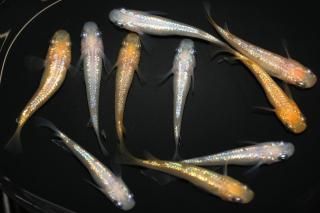 <img class='new_mark_img1' src='https://img.shop-pro.jp/img/new/icons1.gif' style='border:none;display:inline;margin:0px;padding:0px;width:auto;' />ピンクサファイアNEO×さくらF2 【現物】 オス5匹メス5匹 サイズM〜L DN0308