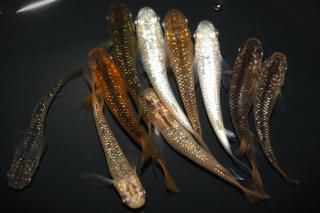 <img class='new_mark_img1' src='https://img.shop-pro.jp/img/new/icons1.gif' style='border:none;display:inline;margin:0px;padding:0px;width:auto;' />メテオ×ミラージュF2 【現物】 オス5匹メス5匹 サイズM〜L DN0309