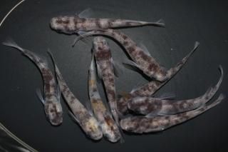 <img class='new_mark_img1' src='https://img.shop-pro.jp/img/new/icons1.gif' style='border:none;display:inline;margin:0px;padding:0px;width:auto;' />和墨 【現物】 オス5匹メス5匹 サイズM〜L DN0310