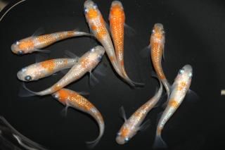 <img class='new_mark_img1' src='https://img.shop-pro.jp/img/new/icons1.gif' style='border:none;display:inline;margin:0px;padding:0px;width:auto;' />紅白ラメ 【現物】 オス3匹メス7匹 サイズM〜L DN0311