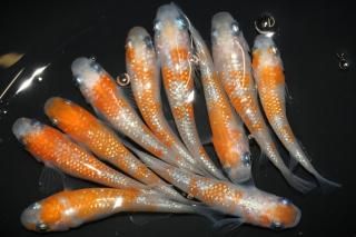 <img class='new_mark_img1' src='https://img.shop-pro.jp/img/new/icons1.gif' style='border:none;display:inline;margin:0px;padding:0px;width:auto;' />王華 【現物】 オス3匹メス7匹 サイズM〜L DN0312