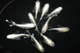 <img class='new_mark_img1' src='https://img.shop-pro.jp/img/new/icons1.gif' style='border:none;display:inline;margin:0px;padding:0px;width:auto;' />ホワイトイエローマリアージュダルマ 【現物】 オス5匹メス5匹 サイズM〜L DN0313