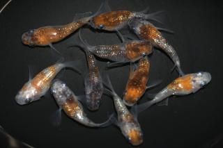 <img class='new_mark_img1' src='https://img.shop-pro.jp/img/new/icons1.gif' style='border:none;display:inline;margin:0px;padding:0px;width:auto;' />三色ラメダルマ 【現物】 オス5匹メス5匹 サイズM〜L DN0314