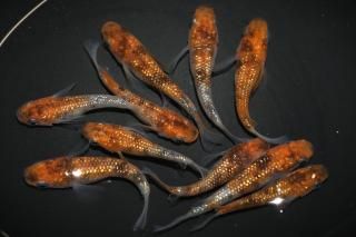 <img class='new_mark_img1' src='https://img.shop-pro.jp/img/new/icons1.gif' style='border:none;display:inline;margin:0px;padding:0px;width:auto;' />三色ラメ(ショート入り) 【現物】 オス3匹メス7匹 サイズM〜L DN0315