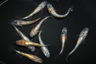 <img class='new_mark_img1' src='https://img.shop-pro.jp/img/new/icons1.gif' style='border:none;display:inline;margin:0px;padding:0px;width:auto;' />月華×みかん三色ラメF2 【現物】 オス5匹メス5匹 サイズM〜L DN0316