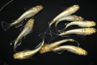 <img class='new_mark_img1' src='https://img.shop-pro.jp/img/new/icons1.gif' style='border:none;display:inline;margin:0px;padding:0px;width:auto;' />シルバーラメ 【現物】 オス5匹メス5匹 サイズM〜L DN0317